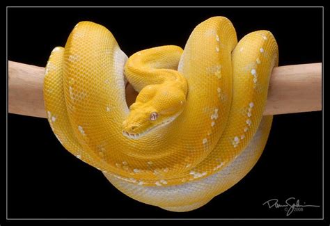 Albino Green Tree Pythons 